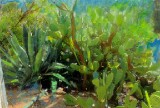 Yucca and Prickly Pear, Arizona